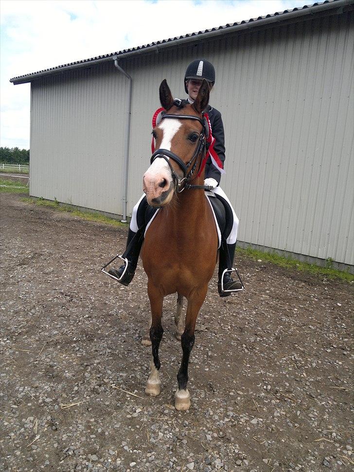 Anden særlig race Millenium Star    -Dressur stjerne<3 - Juli 2011 billede 10