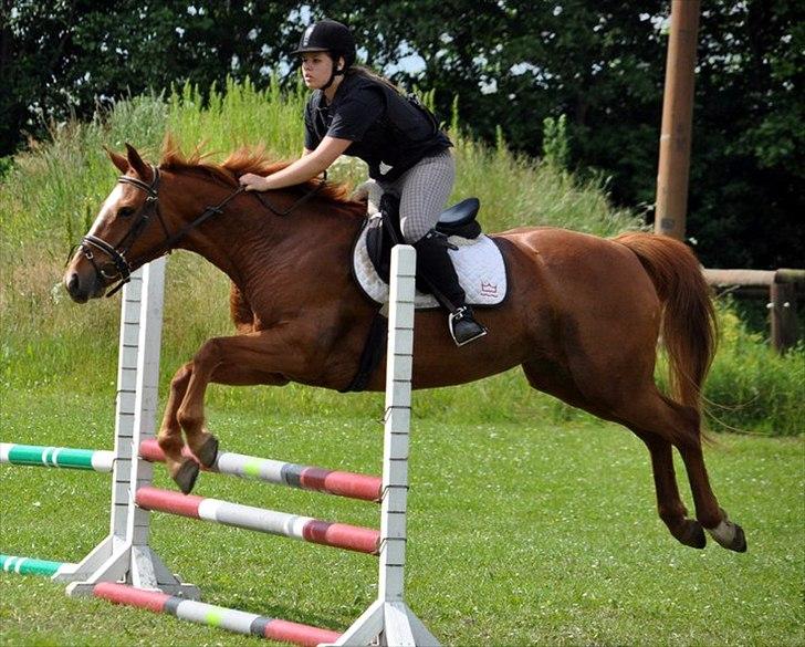 Dansk Varmblod Stedets Leda AkA Hoppebolden.. - 10) Du siger mere end 1000 ord, en hest som dig skal ikke beskrives, men opleves!  billede 10