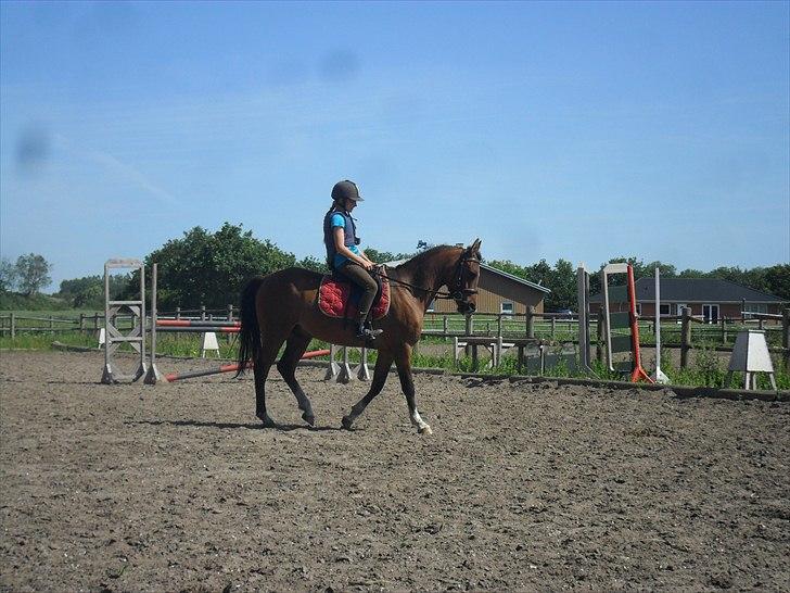 Anden særlig race Calvados  - Ude og ride ham for første gang <3 billede 4