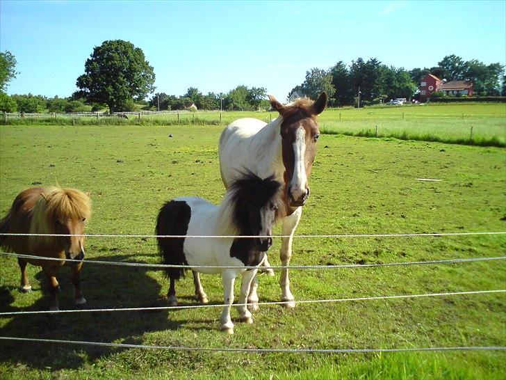 Pinto Katja - Liva, Mille og Katja. billede 7
