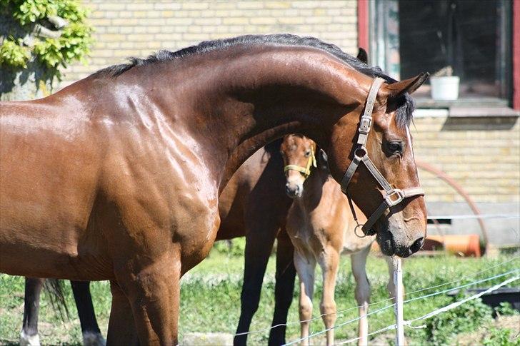 Dansk Varmblod Entertainer billede 19