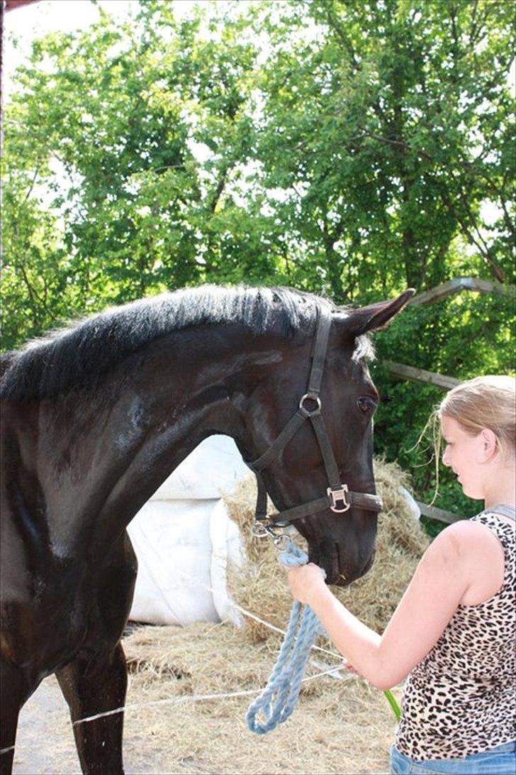 Trakehner Sofie - Haghia Sophia! (R.I.P) billede 11