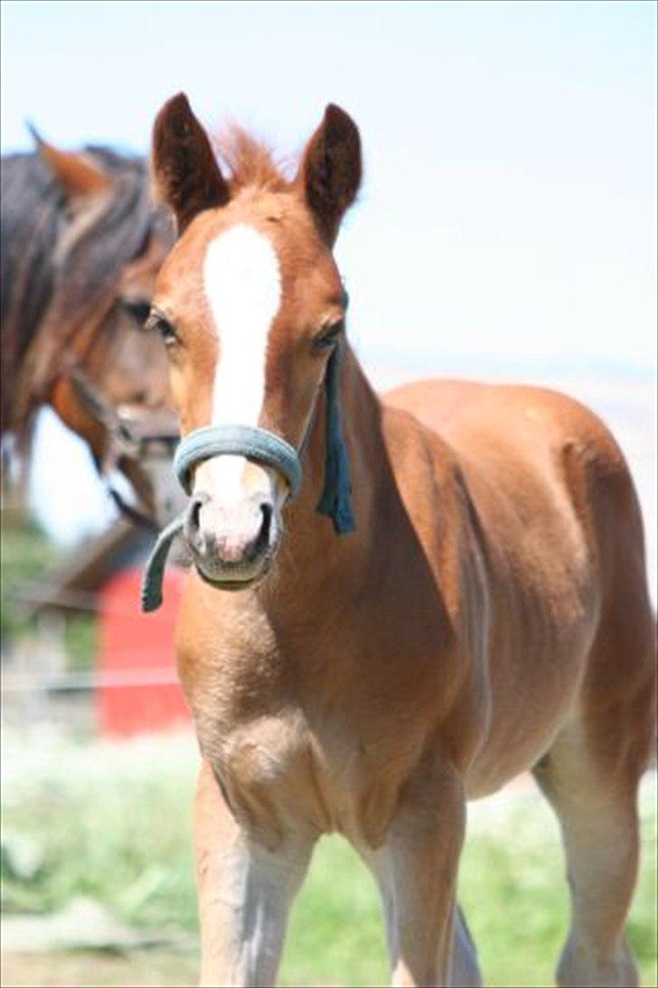 Palomino Romeo´s La Comte billede 1