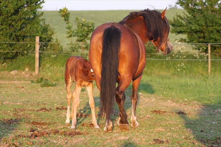 Palomino Romeo´s La Comte billede 4