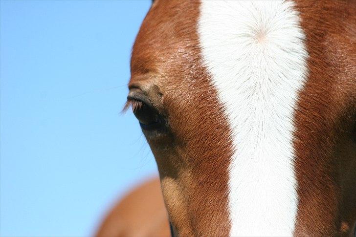 Palomino Romeo´s La Comte billede 5