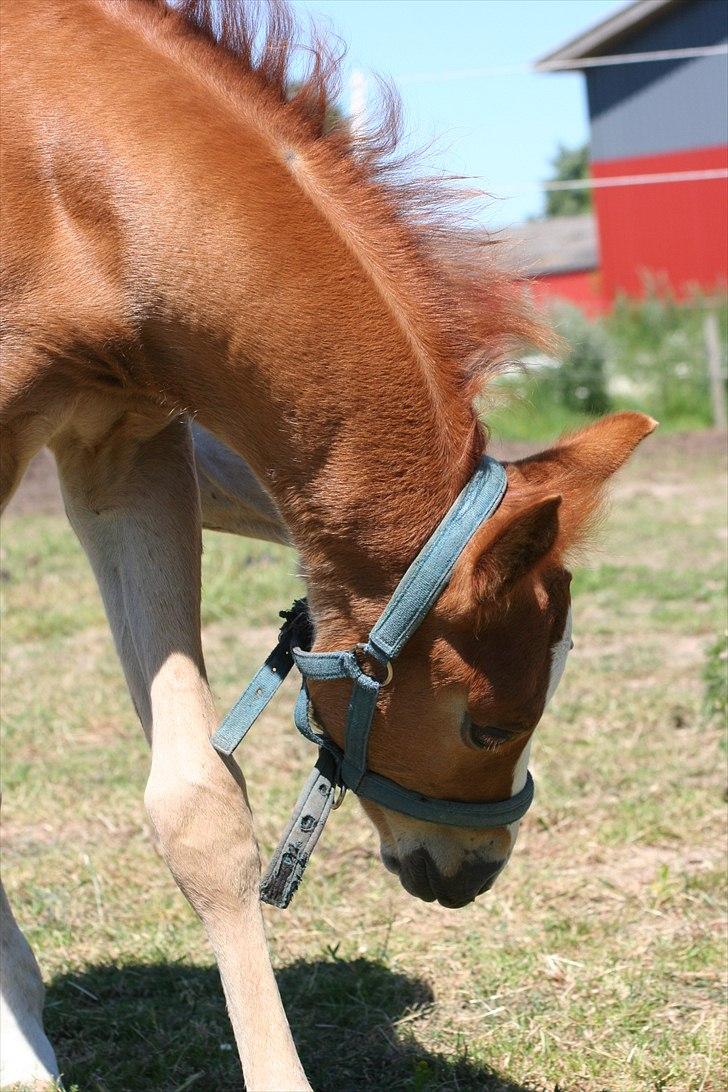 Palomino Romeo´s La Comte billede 6