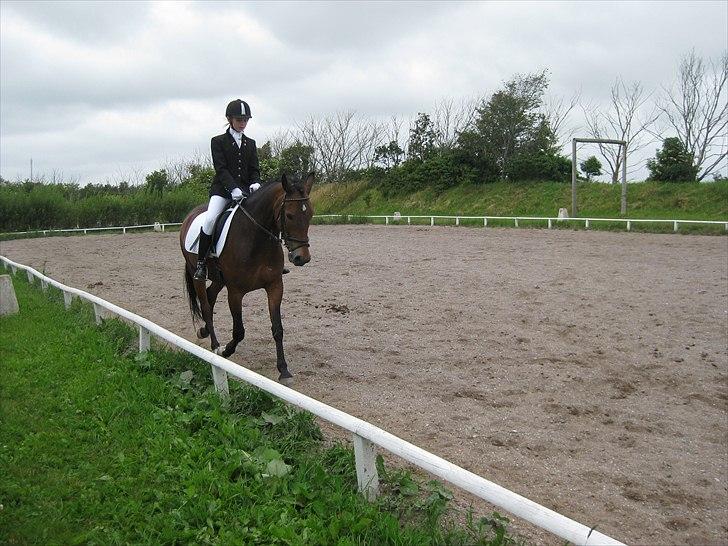 New Forest Freiser [ Himmelhest] - Til stævne <3 

du var så dygtig..<3 billede 4