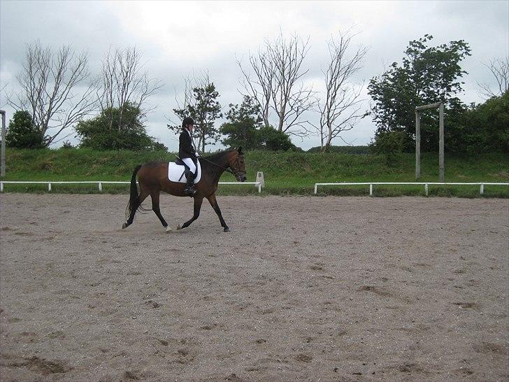 New Forest Freiser [ Himmelhest] - Du var såå fin !<3 billede 5