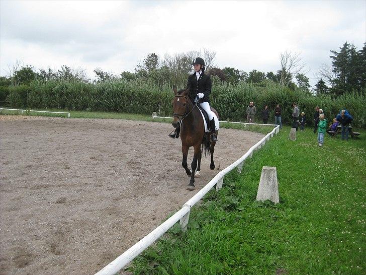 New Forest Freiser [ Himmelhest] - Du gik bare så fint <3 billede 6