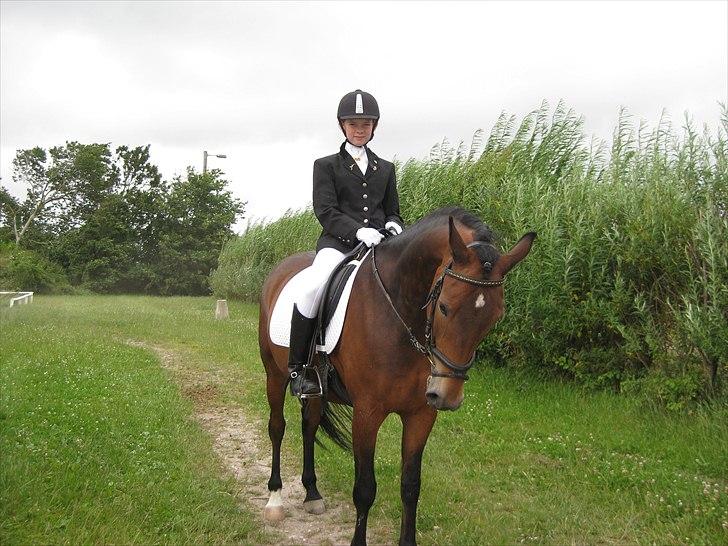 New Forest Freiser [ Himmelhest] - Du sidder bare så dybt i mit hjerte! <3 billede 7