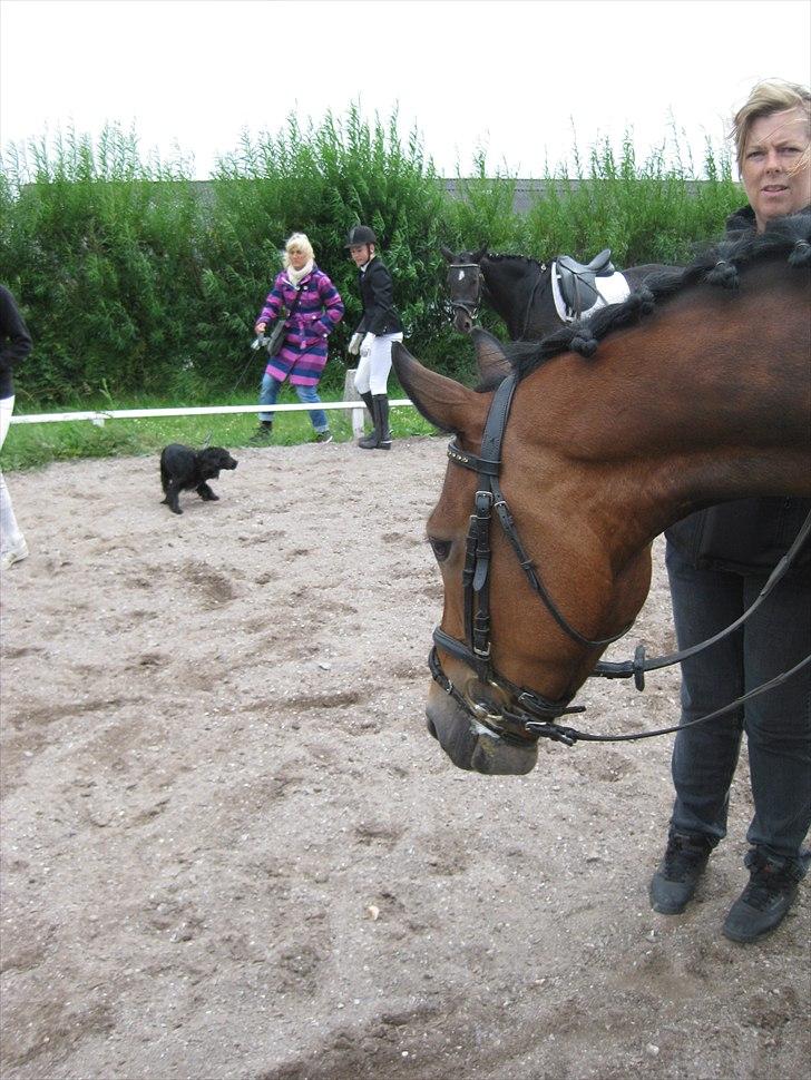 New Forest Freiser [ Himmelhest] - Kønne pony <3 billede 8