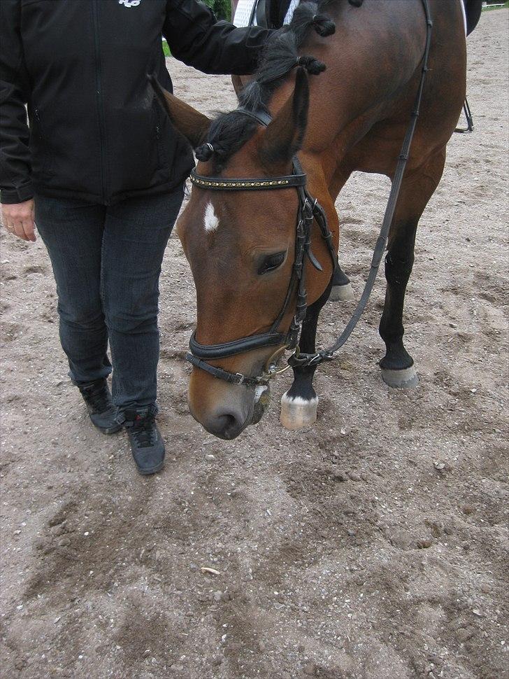 New Forest Freiser [ Himmelhest] billede 9