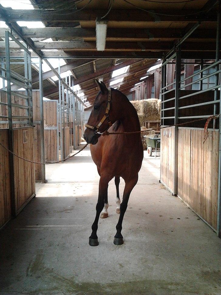 Hollandsk Sportspony Beauty - Stald gangen i Stald Nordskov billede 3