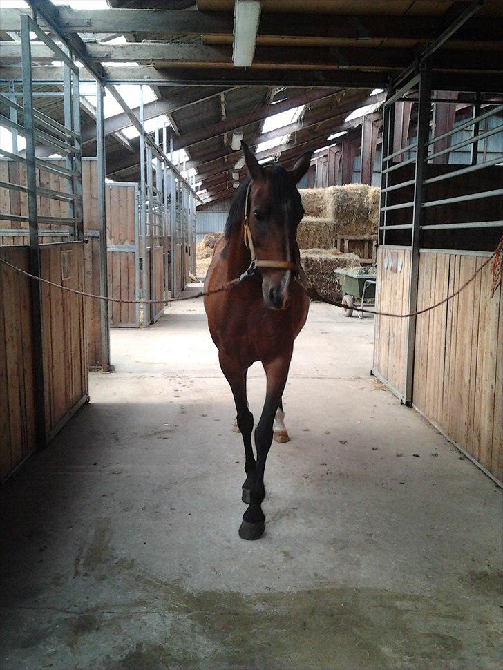 Hollandsk Sportspony Beauty - Stald gangen i Stald Nordskov  billede 4