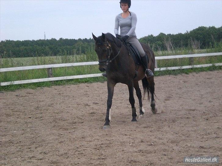 Trakehner Pari Poll <3SOLGT&SAVNET!!<3 billede 17