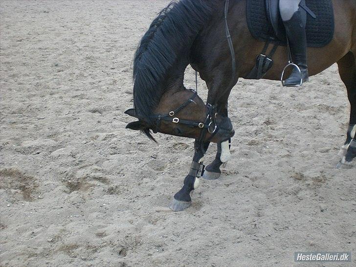 Trakehner Pari Poll <3SOLGT&SAVNET!!<3 billede 4