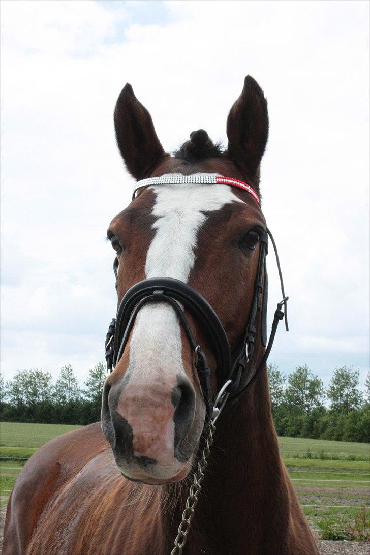 Dansk Varmblod La-Salle billede 18