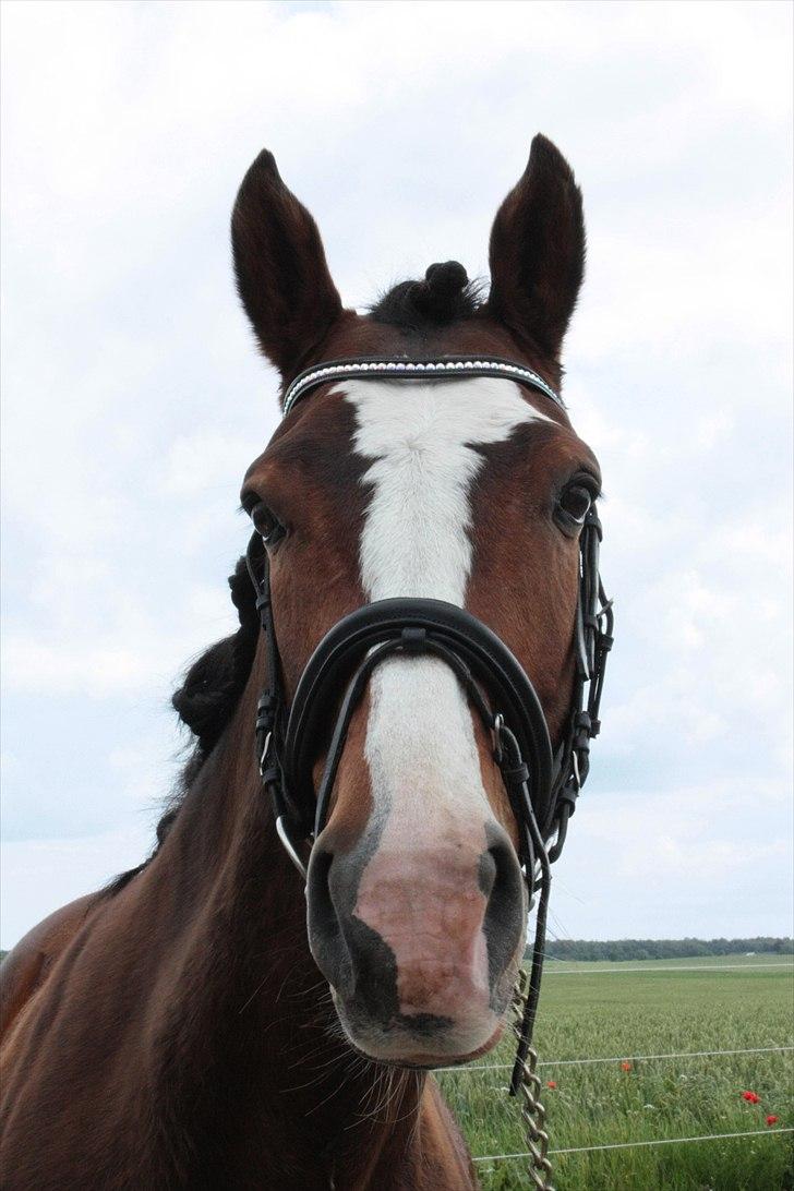 Dansk Varmblod La-Salle billede 19