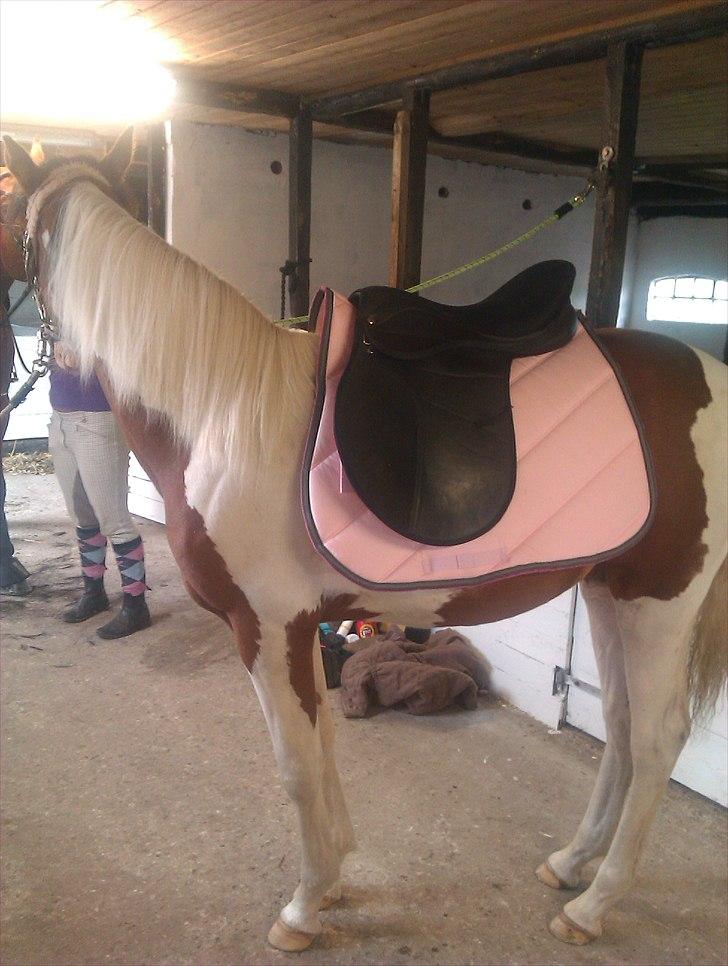 Pinto Malibu Passion - Malibu er så dygtig til at have sadel på.. også selvom den ikke passer helt endnu ;) billede 15