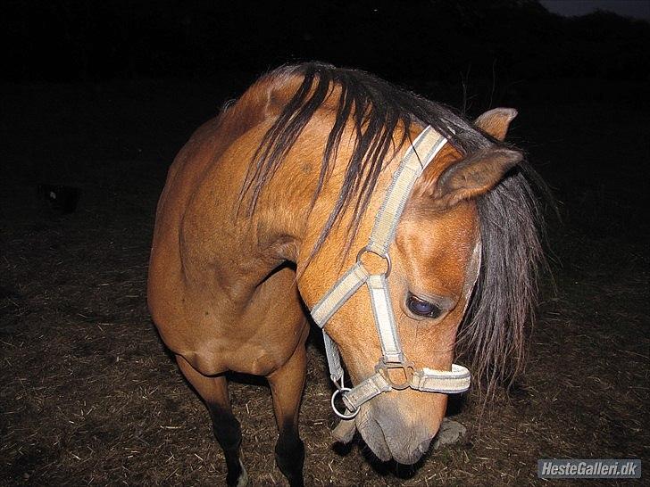 Welsh Pony (sec B) Bjerregaards Evelyn billede 10