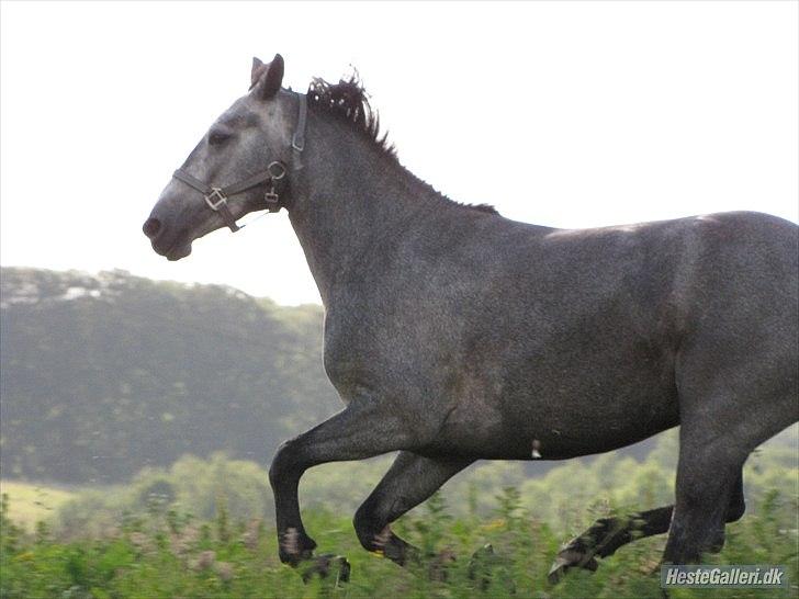 Connemara Hesselholts Wild Rose - solgt - 5 år billede 5