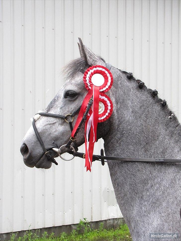 Connemara Hesselholts Wild Rose - solgt - RHE vundet LC+LD.  18/6/2011 billede 3