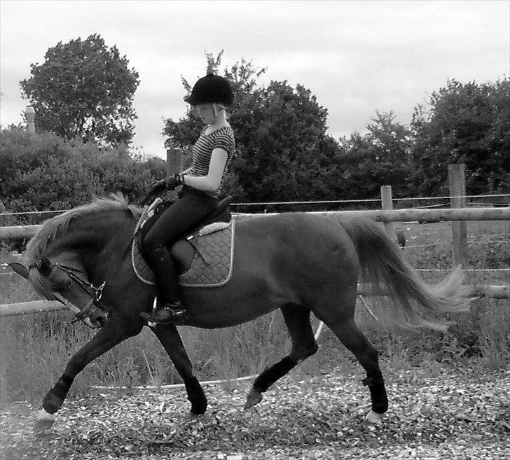 New Forest Christiansejes Coke billede 10