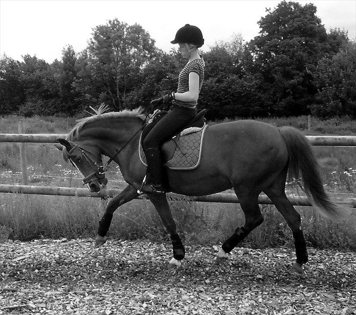 New Forest Christiansejes Coke billede 11