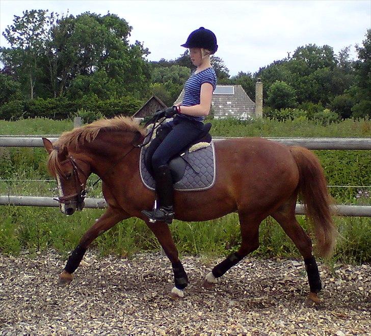 New Forest Christiansejes Coke billede 12