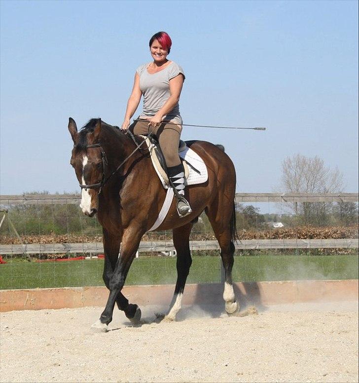 Dansk Varmblod Aducan - Velkommen til Aducan´s profil billede 1