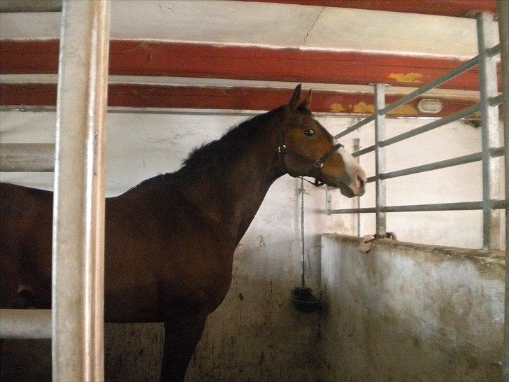 Dansk Varmblod Aducan - Aducan i sin nye boks. billede 2