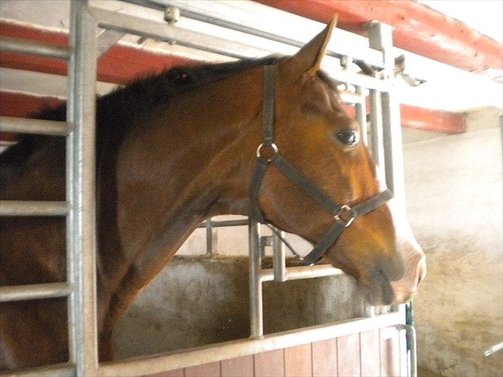 Dansk Varmblod Aducan - smukke <3 billede 3