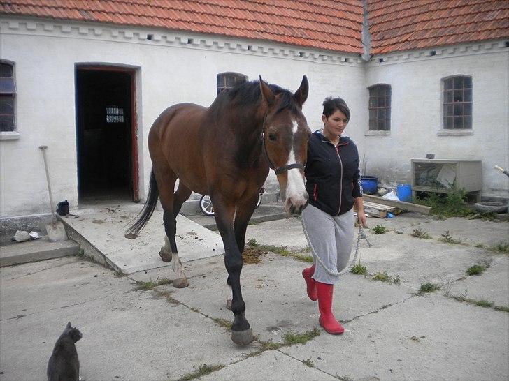 Dansk Varmblod Aducan - Aducan og mor ;) billede 4