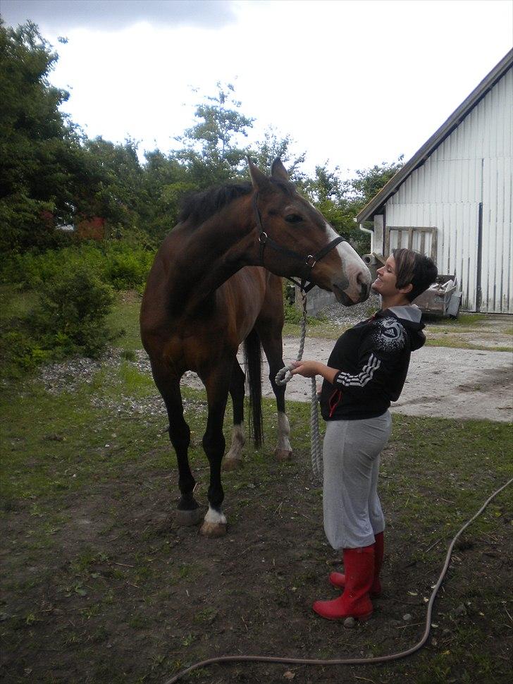 Dansk Varmblod Aducan - Møsser <3 billede 5