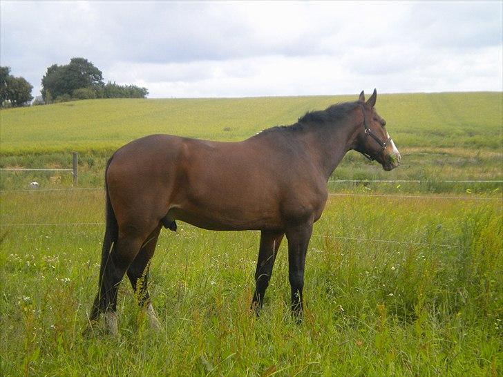 Dansk Varmblod Aducan - Drengen på folden i det smukke mønske landskab. billede 6