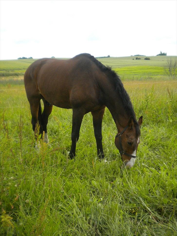 Dansk Varmblod Aducan billede 7