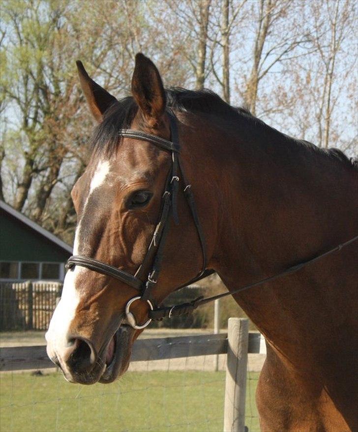 Dansk Varmblod Aducan billede 8