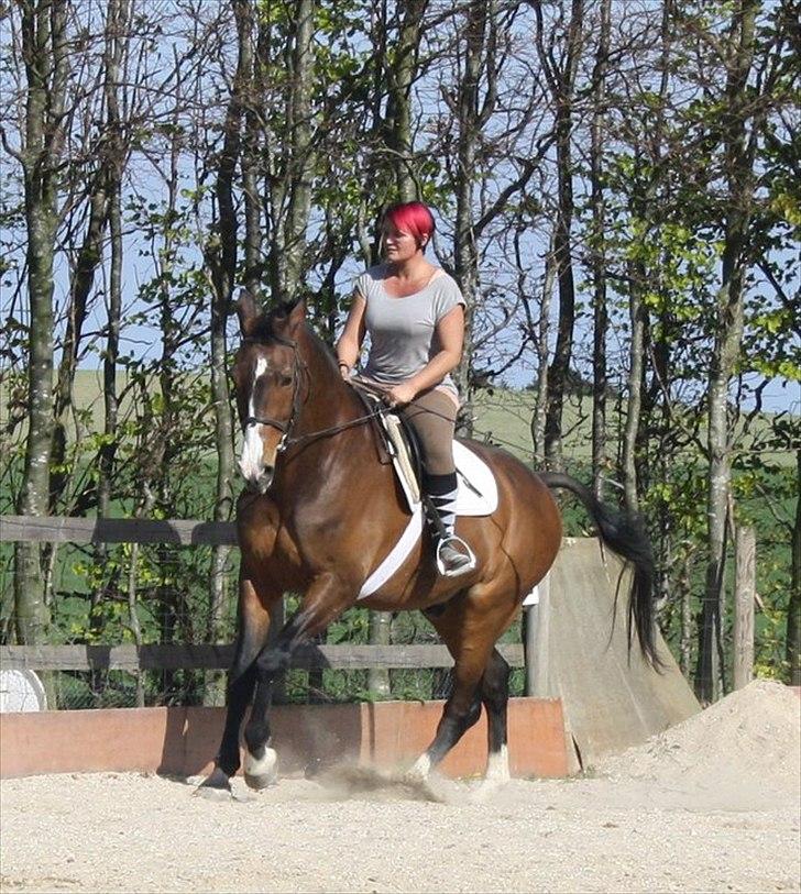 Dansk Varmblod Aducan billede 9