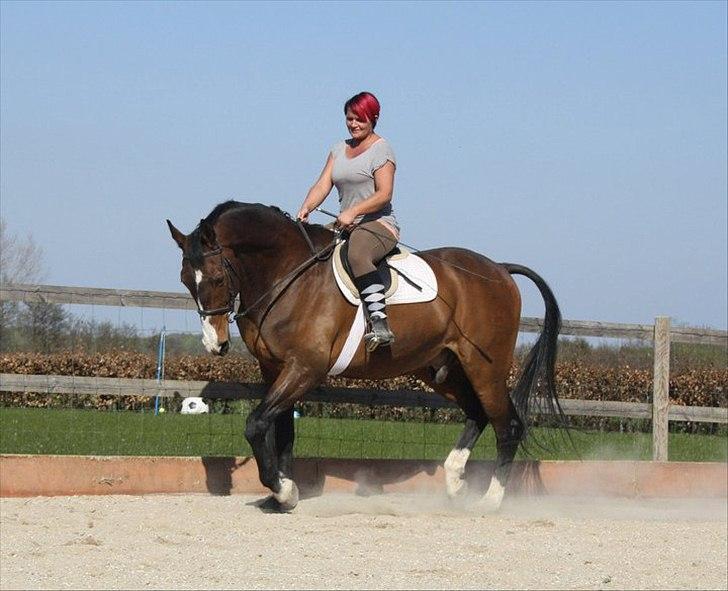 Dansk Varmblod Aducan - 1. gang jeg sidder på ryggen af ham. billede 10