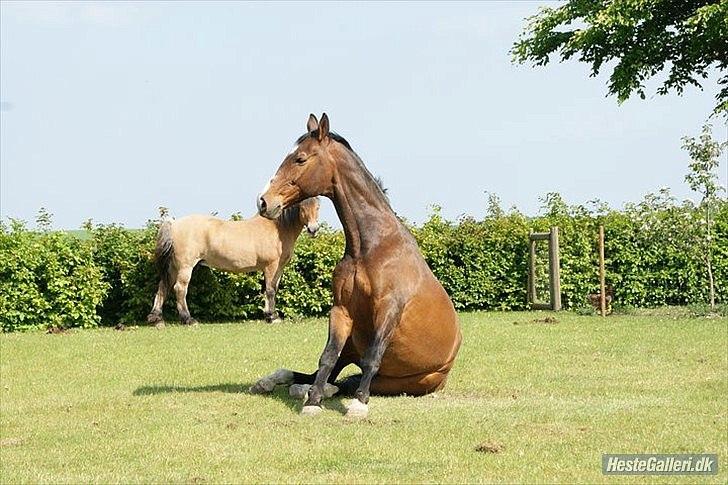 Dansk Varmblod Aducan billede 11