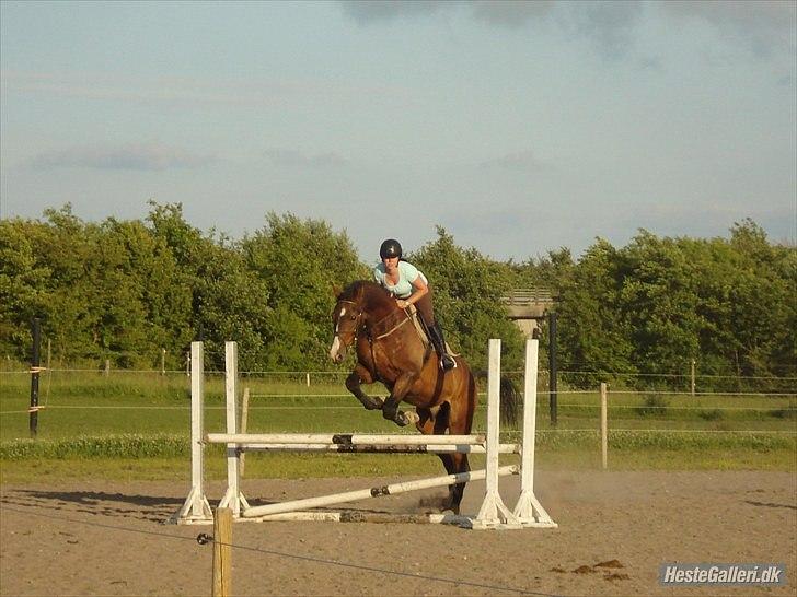 Dansk Varmblod Aducan - Stævne i GSPR med Tine Vejstrup i sadlen. billede 12