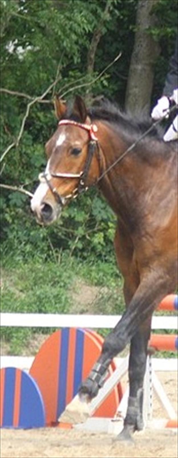 Dansk Varmblod Aducan billede 13