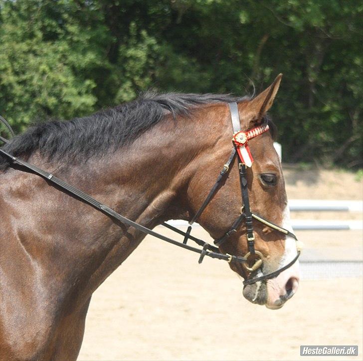 Dansk Varmblod Aducan billede 15