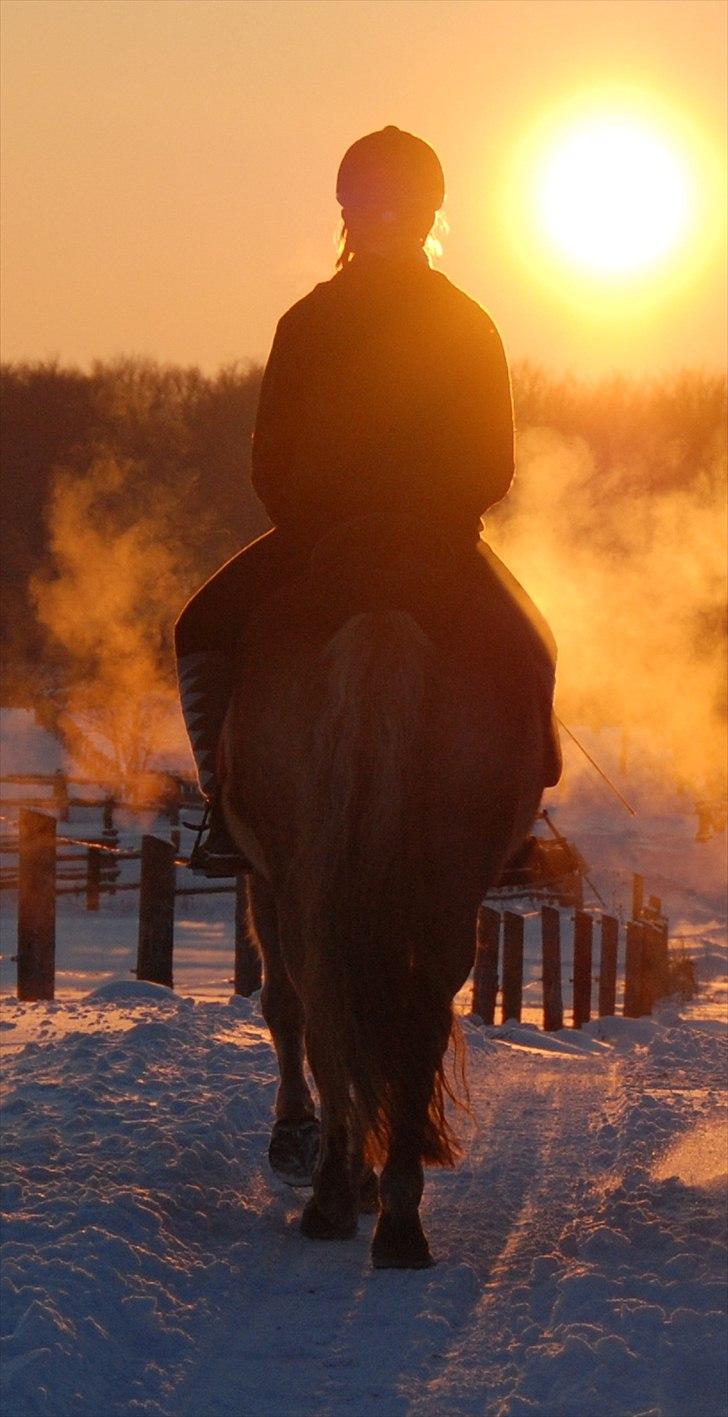 Haflinger Nuka - tak for kigget, de betyder faktisk noget, hvis du har skrevet en kommentar, og bedømt!:* <3 billede 20