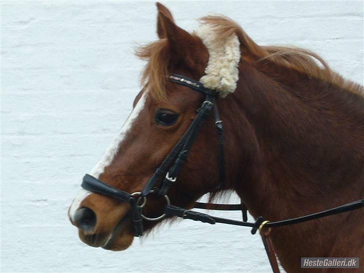 New Forest Christiansejes Coke billede 13