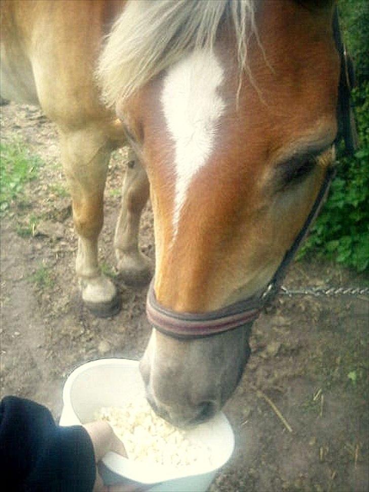 Haflinger Nuka - jeg eeeeeeelsker popcorn, og det gør nuka også, så et eller andet sted passer vi vel meget godt sammen?!!:* <3 billede 12