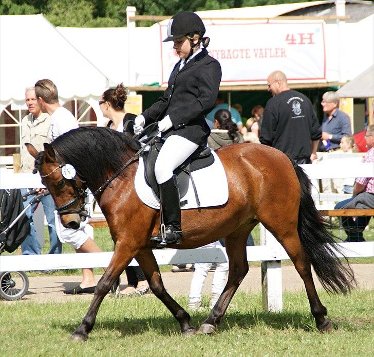 Anden særlig race Cassiopeia DEN SAVNEDE!<3 - Fynske dyrskue 2011, superfinalen i dressur(-: Foto: Louise<3 billede 15