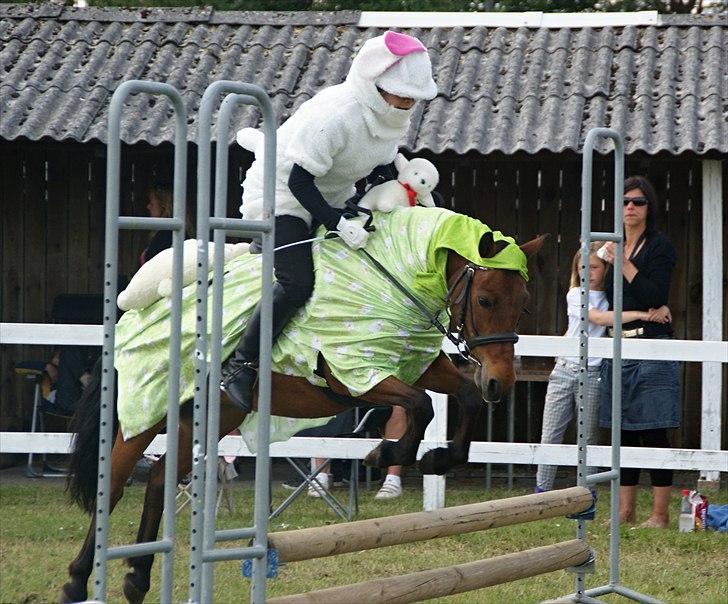 Anden særlig race Cassiopeia DEN SAVNEDE!<3 - Fynske dyrskue 2011, kostumespringning: Får på mark :P Foto:Louise (: billede 17