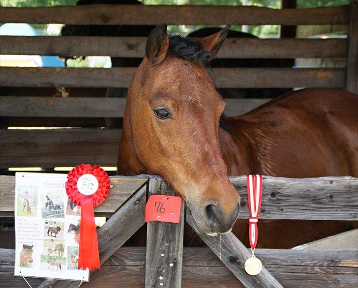 Anden særlig race Cassiopeia DEN SAVNEDE!<3 - Fynske dyrskue 2011, med sin førsteplads! :-D<3 Foto: Louise billede 18