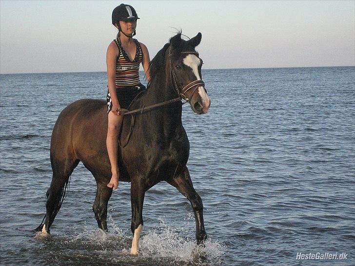 Tysk Sportspony Bubble Gum R.I.P - Vores første og sidste tur på stranden! <3
 billede 7